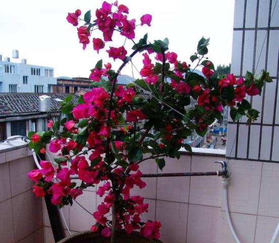 想让三角梅花繁色艳,做到 两加一减 ,开花 爆盆 花期长