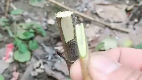 嫁接高手总结的技巧,这样的嫁接方法大大提高了植株成活率,靠它可以致富吗