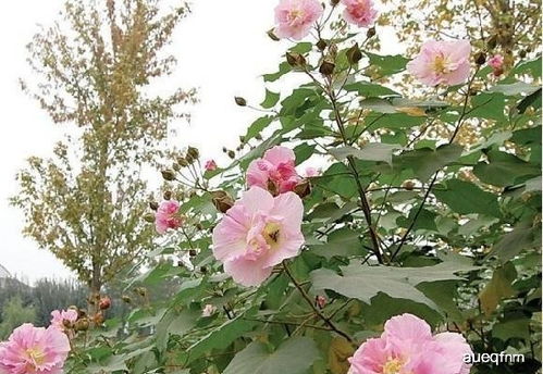 开花雍容华贵,花瓣层层叠叠,芙蓉花四季爱开花,值得入手 盆栽