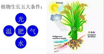 影响植物生长的基本因素