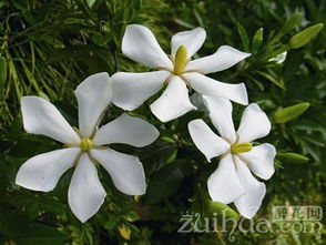 花友用一勺醋解决栀子花叶子发黄的过程