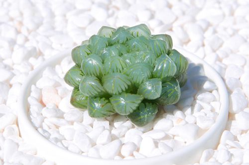 姬玉露怎么养才肥胖,三个重要因素要注意
