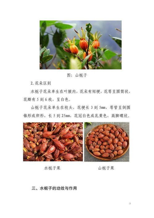 水栀子生态栽培技术