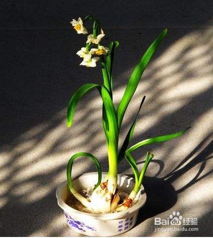 水仙开花后怎么处理