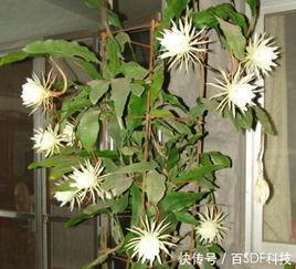 昙花 不开花 一月2口 它 ,花苞冒出头,花朵 大如拳