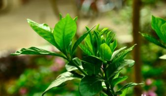 我的栀子花需要修剪吗 怎样修剪,谢谢
