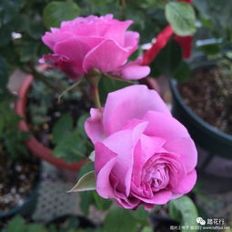 没地方换大盆怎么办 冬季月季的翻盆 剪枝修根换土