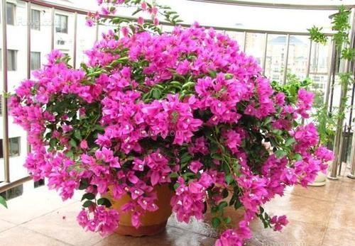 三角梅开成 叶子花 ,3步 锤炼 缺一不可,千条枝,万朵花 开花