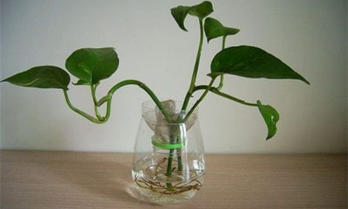 水培小Tips 看完这篇文章,轻松养护家里的水培植物