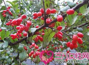 山茱萸的功效与作用 山茱萸的食用方法及禁忌