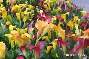 彩马盆花 不甘作年宵黑马想成日常白马