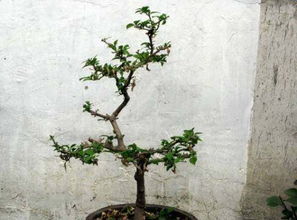 趁着冬天给花剪2刀,冬天再冷都冻不死,明天春天花开满枝