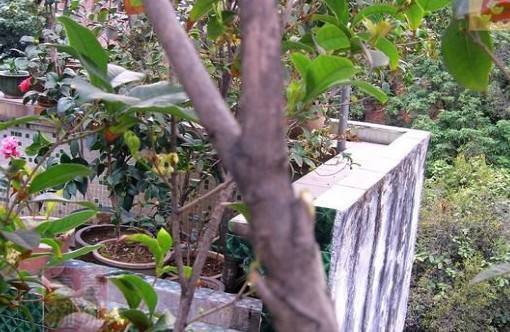 月季 三角梅 茉莉,这些花秋冬不修剪,就离死不远了