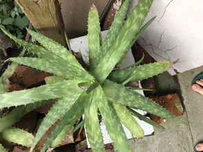 家里养的芦荟怎样作美容用