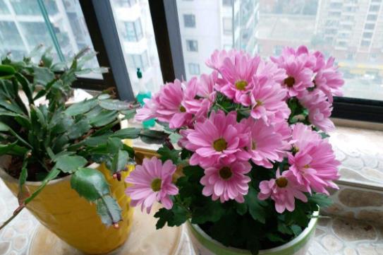 冬天养花卉,记住 3合理 ,一个做不好,供暖也不活 植物 温度 问题