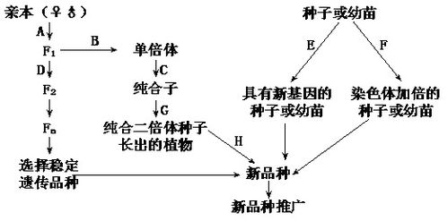 如图表示四种不同的育种方法 请据图回答 1 图中A D方向所示的途径表示杂交育种,一般从F2开始选种,这是因为 ,从F2以后一般采用 高中生物