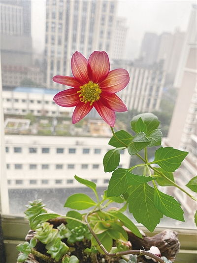 小丽花,细心呵护添娇艳