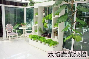 教您如何种植水培蔬菜以及讲解吃水培蔬菜的好处