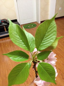 我想知道这是什么花,很多人说是樱花 但是这种花叶子很多,而且花色淡的像白色 这是最近春天3月,4月