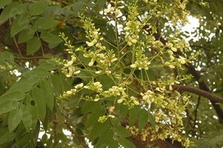 中国常见有毒花卉植物介绍