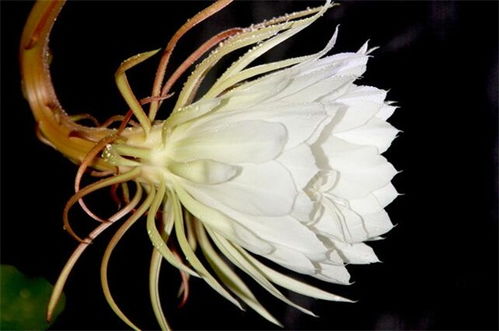 昙花的养殖方法和注意事项