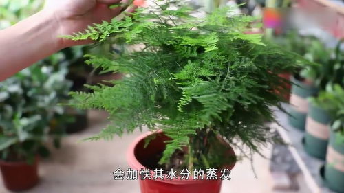 文竹叶子发黄怎么挽救