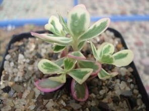 多肉植物彩虹马齿苋怎么养