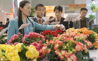 丽格海棠花期如何施肥 喜肥花卉更应注意