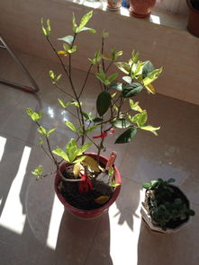 栀子花发芽了,能修剪吗现在 可以的话枝条能压活吗 山东省的