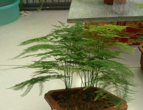 文竹怎么修剪,文竹修剪方法图示大全