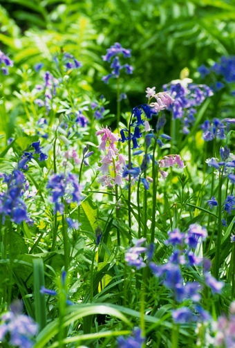蓝铃花属