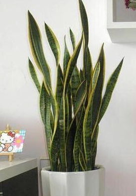 虎皮兰长满盆,分株做好 1点 ,栽上就生根,几棵一年挤爆盆