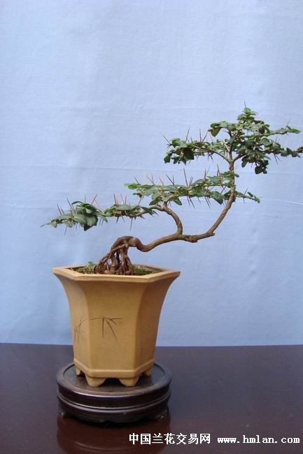 掌上盆景系列 小叶虎刺4