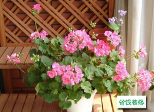 生活中的有毒植物 常见的39种有毒植物