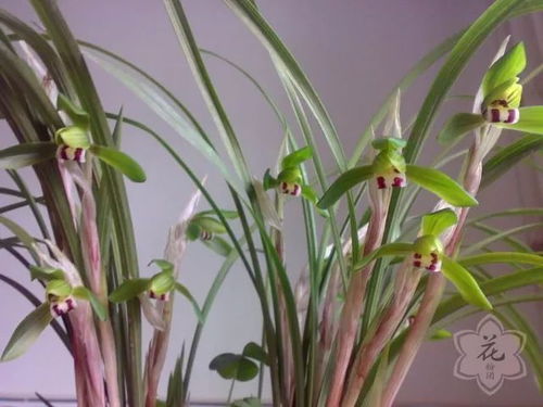 养的兰花为啥不开花 吐血整理嘉兴精品春兰展的讲座精华