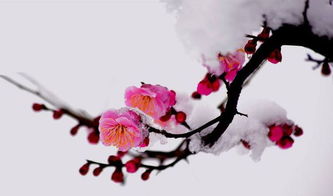梅花的品质