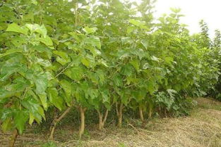 相信很多人都吃过桑果桑树具有很多作用如何种植呢