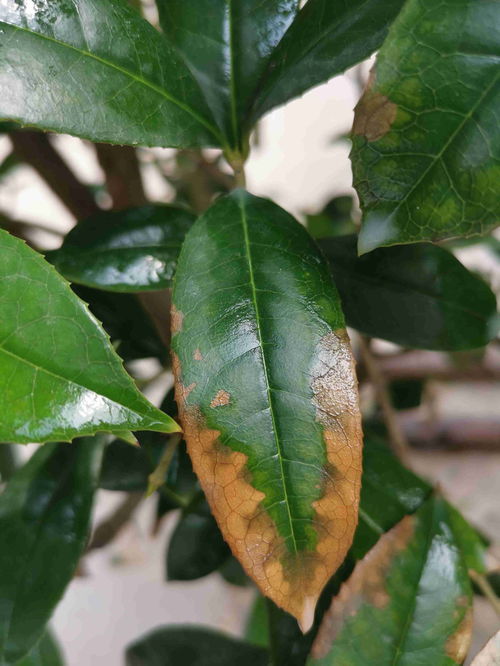桂花叶子干枯