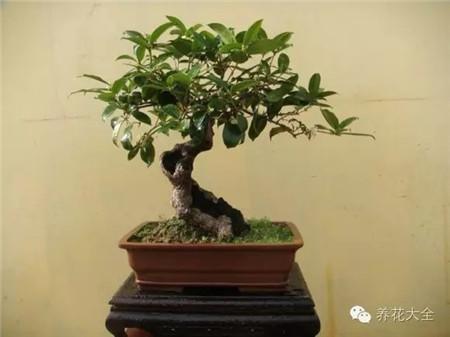 室内该养啥植物 绝对是门学问 大家快来选一选吧