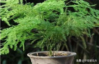 文竹长不高 总黄叶 教你 5招 小技巧,让文竹轻松枝叶茂盛