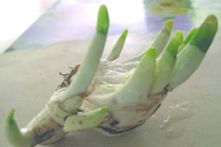 水仙花开花后怎么养