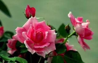 月季花如何过冬 月季花冬季养护6大招