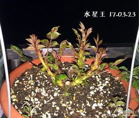 没地方换大盆怎么办 冬季月季的翻盆 剪枝修根换土