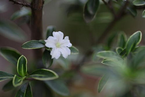 六月雪什么时候开花,6月开得最旺盛 花期5 7月 