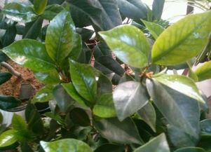 养了10年栀子花的花友,透露栀子花不黄叶的秘诀
