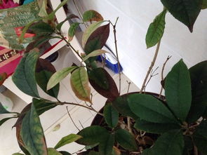 求救我家桂花树,叶子干枯而掉了,谢谢