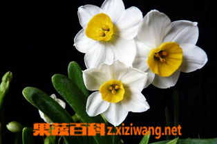 水仙的功效与作用,水仙花怎么养 果蔬百科全说