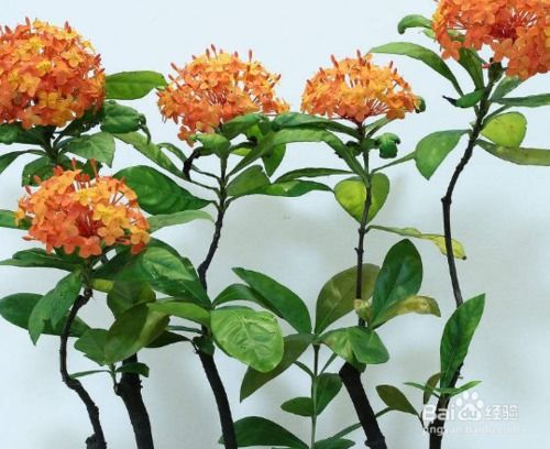 龙船花在花谢后怎么处理