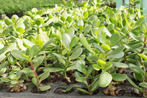茉莉花的养殖方法和注意事项