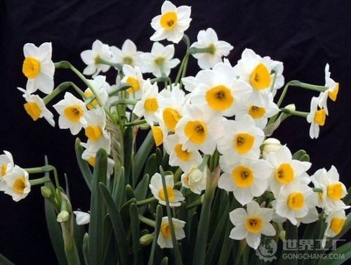 水仙花怎么养